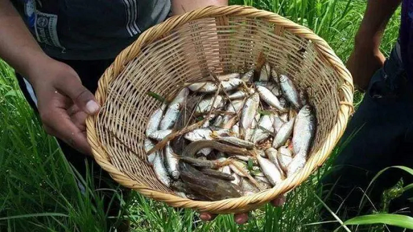 Yoro là một thị trấn nhỏ nằm ở phía bắc Honduras (quốc gia thuộc Trung Mỹ, tiếp giáp biển Caribbean. Nơi đây nổi tiếng bởi hiện tượng bí ẩn gọi là "Lluvia de Peces" - những cơn mưa cá theo đúng nghĩa đen.