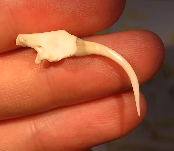 Việc nhổ hoặc cắt răng nanh của rắn bị coi là bất hợp pháp và phi đạo đức vì gây đau đớn cho con rắn (thậm chí là chết). Hơn nữa, ít ai biết rằng con rắn sẽ ngay lập tức mọc lại răng nanh khác thay thế chỉ sau vài tuần.