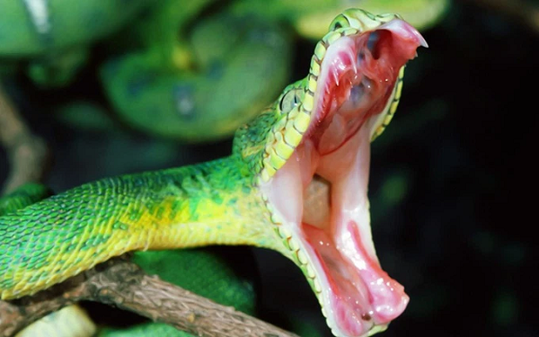 Với tất cả các loài rắn có độc nanh phía trước, nanh trước di chuyển về phía trước trong quá trình phát triển phôi nhờ sự phát triển nhanh chóng của hàm trên của phôi. Còn răng nanh phía sau vẫn giữ nguyên tại nơi chúng hình thành.