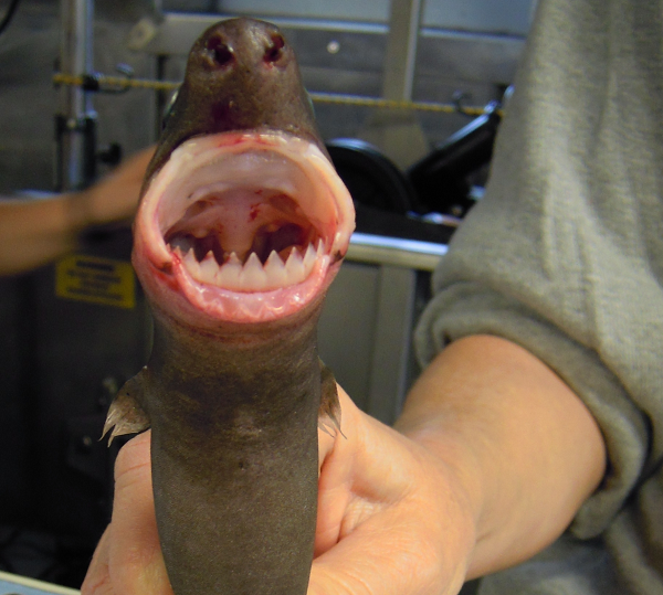 Chúng còn được gọi là cá mập xì gà, cá mập phát sáng. Tên gọi của chúng bắt nguồn từ những vết thương hình tròn, sâu mà nó để lại trên con mồi.