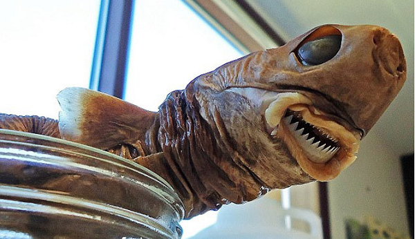 Những người đi cùng phải dùng dao một lúc lâu mới gỡ được con vật này ra khỏi Ervin. Tuy nhiên nó cũng để lại trên bụng ông một chiếc lỗ lớn cùng máu không ngừng chảy.