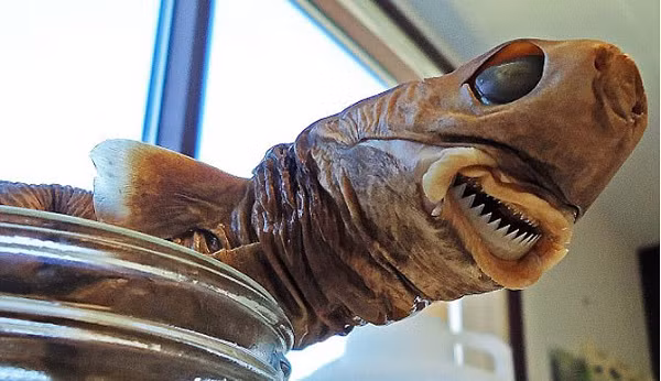 Những người đi cùng phải dùng dao một lúc lâu mới gỡ được con vật này ra khỏi Ervin. Tuy nhiên nó cũng để lại trên bụng ông một chiếc lỗ lớn cùng máu không ngừng chảy.