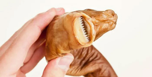 Đây cũng không phải là vết thương nhỏ, vì từng được ghi nhận rộng khoảng 5 cm và sâu 7 cm. Nhờ đó chúng có thể tấn công những kẻ săn mồi có kích thước to lớn gấp nhiều lần chúng, thậm chí có thể dùng răng cắn hỏng tàu ngầm.