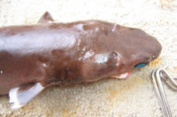 Có đến hơn 48 loài cá voi, cá heo, cá voi sát thủ, cá mập, hải cẩu… được tìm thấy có vết thương do cá mập cắt bánh quy gây ra. Một điều chắc chắn là vết thương do chúng gây ra vô cùng đau đớn.