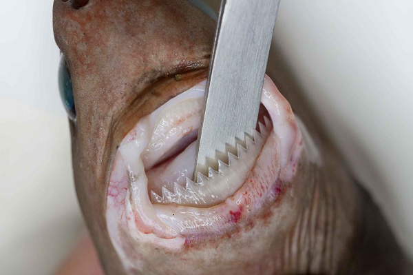 Cá mập cắt bánh quy tương đối nhỏ. Chúng có chiều dài khoảng 22 inch, con cái dài hơn con đực. Cá mập cắt bánh quy có mõm ngắn, lưng màu nâu sẫm hoặc hơi xám và mặt dưới sáng. Xung quanh mang có một dải màu nâu sẫm khiến chúng có biệt danh là cá mập xì gà.