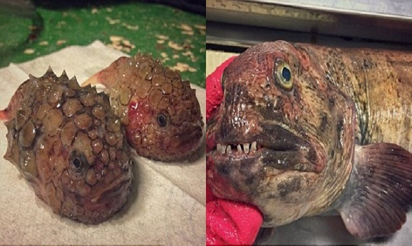 Bộ sưu tập quái vật đại dương của Fedortsov chủ yếu gồm những loài cá hiếm gặp có hàm răng sắc như dao và thân hình kỳ dị.