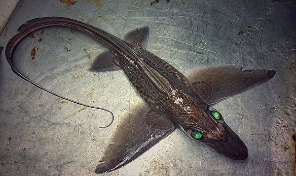 Thứ khiến cho anh ấy trở nên đặc biệt: Fedortsov là một ngư dân chuyên đánh bắt sản vật biển sâu. Các chuyến kéo lưới của anh ấy sẽ mang lên từ đáy biển tối tăm những sinh vật kỳ dị nhất hành tinh, tiết lộ cho chúng ta thấy một bức tranh hoàn toàn khác về những gì có thể có trong lòng đại dương.