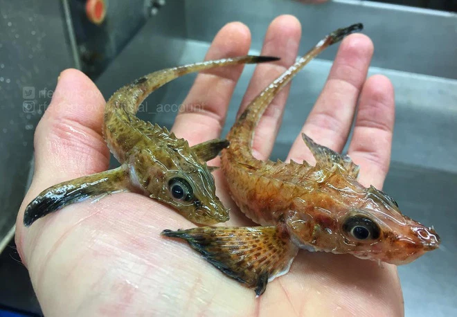 Những con cá rồng này thường xuất hiện rất nhiều dưới đáy Đại Tây Dương.