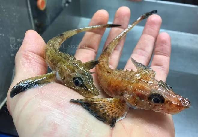 Những con cá rồng này thường xuất hiện rất nhiều dưới đáy Đại Tây Dương.