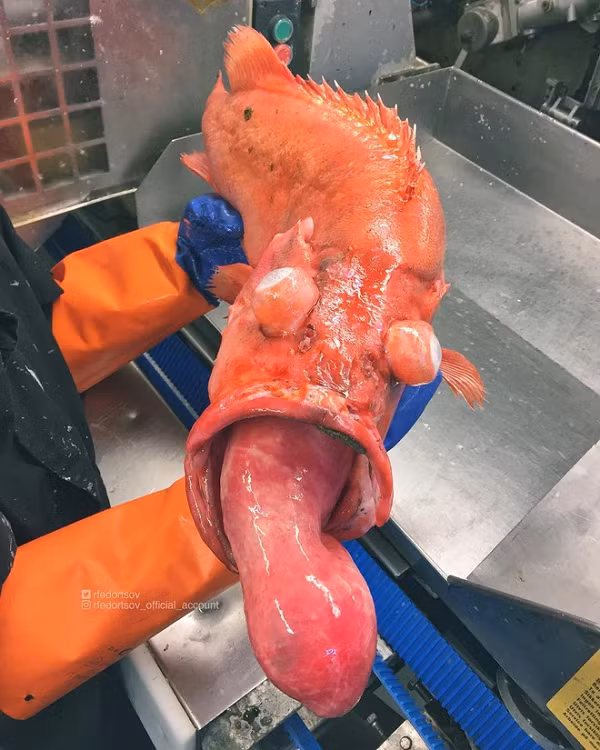 Chênh lệch áp suất dưới đáy biển và trên mặt nước đã làm biến dạng một con cá khi nó được mang lên.