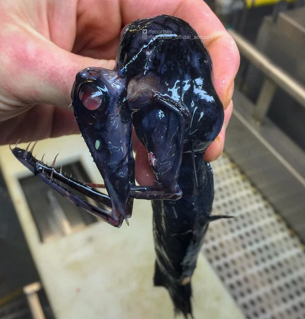 Sinh vật này trông giống như một bào thai của người ngoài hành tinh vậy.