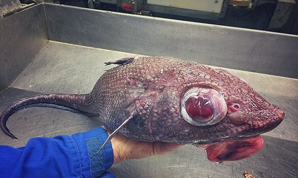 Một phát hiện đáng chú ý khác của Fedortsov được cho là cá đuôi chuột có đôi mắt lồi màu đỏ và môi đỏ trề ra ngoài, sinh sống ở Bắc Cực và Nam Cực.