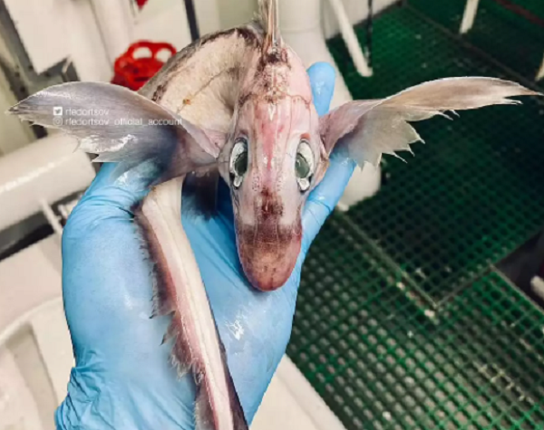 Mới đây, Roman Fedortsov đã thêm vào bộ sưu tập của mình một sinh vật kỳ dị, đôi mắt to, đuôi dài và có cánh. Roman Fedortsov cho biết sinh vật lạ trông giống con rồng con mới nở. Tuy nhiên, danh tính thực sự của loài sinh vật này vẫn là một điều bí ẩn.