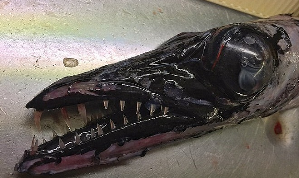 Không phải những con cá đầy màu sắc, đẹp đẽ và sáng bóng. Đáy biển sâu, nơi ánh sáng Mặt Trời cũng không thể chiếu tới, là nhà của những sinh vật kỳ quái và đáng sợ. Chúng có thể trở thành chất liệu cho bất cứ nhà làm phim kinh di hoặc khoa học viễn tưởng nào.