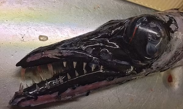 Không phải những con cá đầy màu sắc, đẹp đẽ và sáng bóng. Đáy biển sâu, nơi ánh sáng Mặt Trời cũng không thể chiếu tới, là nhà của những sinh vật kỳ quái và đáng sợ. Chúng có thể trở thành chất liệu cho bất cứ nhà làm phim kinh di hoặc khoa học viễn tưởng nào.