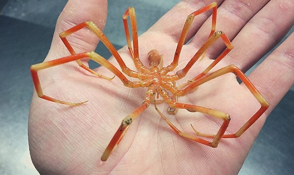 Fedortsov chụp hình một con nhện biển màu cam khổng lồ chân dài có kích thước lớn bằng bàn tay người.