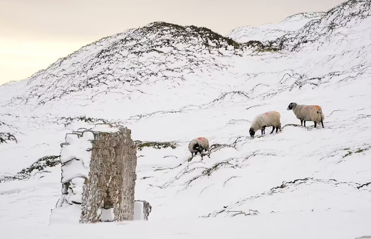 Nhiệt độ dự kiến sẽ tiếp tục giảm ở một số khu vực, với dự báo là mức -1 độ C ở Manchester và Newcastle. Mưa tuyết có nguy cơ càn quét các khu vực của Scotland và Tây Bắc nước Anh.