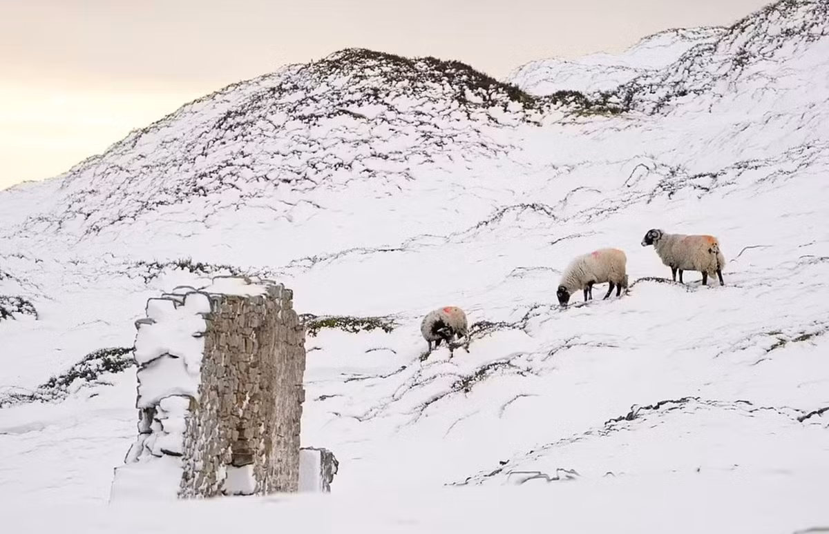 Nhiệt độ dự kiến sẽ tiếp tục giảm ở một số khu vực, với dự báo là mức -1 độ C ở Manchester và Newcastle. Mưa tuyết có nguy cơ càn quét các khu vực của Scotland và Tây Bắc nước Anh.
