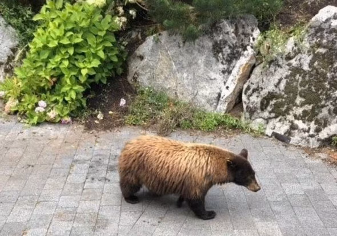 Bi phat 1,4 ty Dong vi cho gau den an 180 qua trung!-Hinh-2