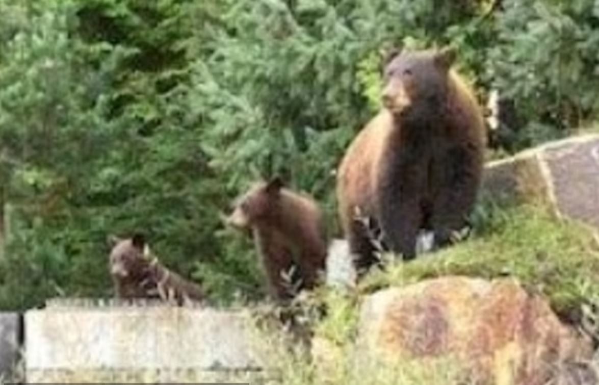 Bi phat 1,4 ty Dong vi cho gau den an 180 qua trung!