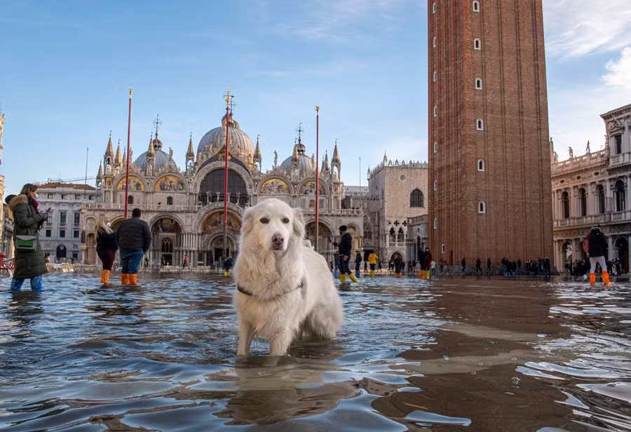 Cannella, một chú chó săn lông vàng chìm trong biển nước giữa quảng trường Piazza San Marco, nơi bị ngập lụt do triều cường ở Venice, Ý, vào ngày 4/12/2021.