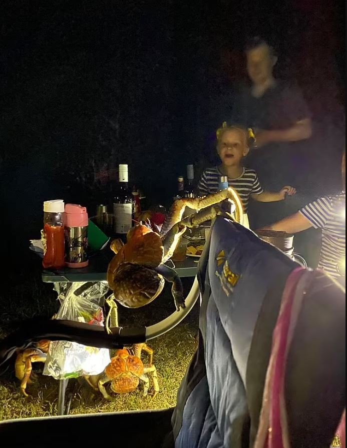 Sở dĩ có cái tên kỳ lạ đến thế, bởi những sinh vật này mặc dù có vẻ ngoài đáng sợ nhưng…vô hại. Sở hữu những cái chân có thể dài đến cả mét, sở trường của chúng là chuyên ăn cắp đồ ăn thức uống, đồ dùng từ các khu cắm trại của người dân và du khách. Ảnh: Dailymail