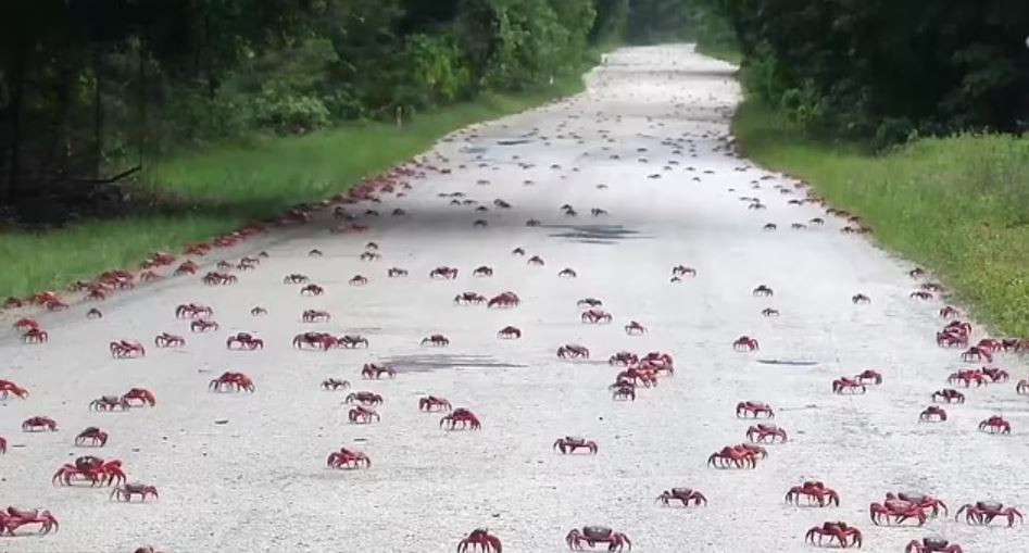 Mỗi con cua cái sẽ thả 100.000 quả trứng xuống biển Ấn Độ Dương trong 5 hoặc 6 đêm liên tục suốt cuộc di cư. Khoảng một tháng sau, những chú cua đỏ con sẽ quay trở lại bờ để thực hiện chuyến hành trình trở về nhà vào khu rừng nhiệt đới trên đảo Giáng Sinh.