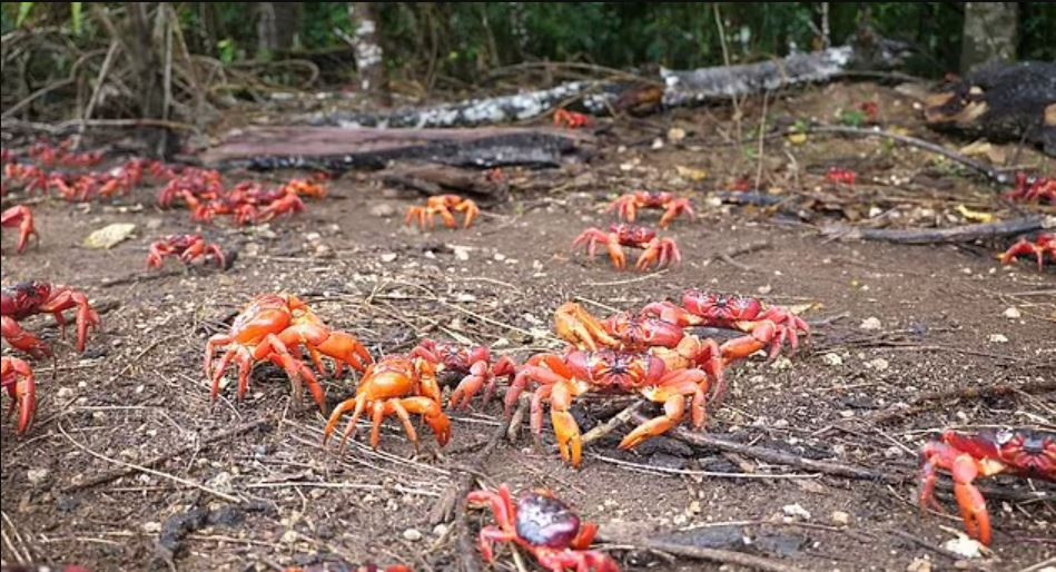 Trong những hình ảnh và đoạn video ghi lại hiện tượng thiên nhiên kỳ thú này, có thể thấy loài giáp xác đỏ tràn qua đường, vách đá, những cây cầu và suối để về “quê cha đất tổ” chuẩn bị cho mùa sinh sản.