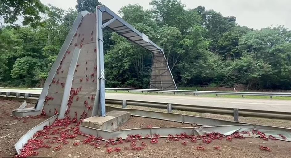 Theo Tiến sĩ Tanya Detto, điều phối viên chương trình các loài xâm lấn tại Đảo Giáng Sinh, khu vực chưa từng đón đợt cua di cư lớn như vậy kể từ năm 2005. "Chúng tôi thực sự rất vui khi thấy chúng tránh xa được khỏi dòng xe cộ và đến nơi an toàn", cô nói. Vị chuyên gia này cũng cho biết có thể dự đoán lộ trình mà các loài giáp xác sẽ đi, tuy nhiên nó sẽ thay đổi một chút tùy vào mỗi năm.