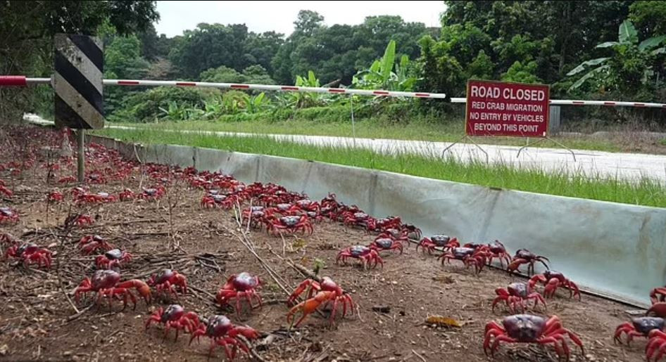 Thời gian và tốc độ di chuyển chính xác của 50 triệu con cua được xác định theo chu kỳ của mặt trăng, những con cua cái được dự đoán sẽ sinh sản vào ngày 29 hoặc 30/11. Và loài giáp xác thông minh này biết chính xác thời gian rời khỏi hang để đến bãi biển đúng thời điểm sinh sản của chúng.