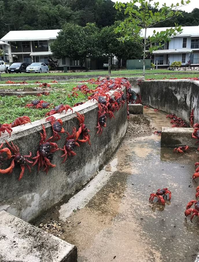 Cuộc di cư thường bắt đầu khi những trận mưa mưa đầu tiên của mùa mưa xảy ra vào tháng 10 hoặc tháng 11. Trong khi một số con cua bị mắc kẹt khi leo qua các tòa nhà cao tầng hoặc rơi xuống từ các vách đá vôi trên đảo, hầu hết chúng sẽ sống sót và “về quê” an toàn.