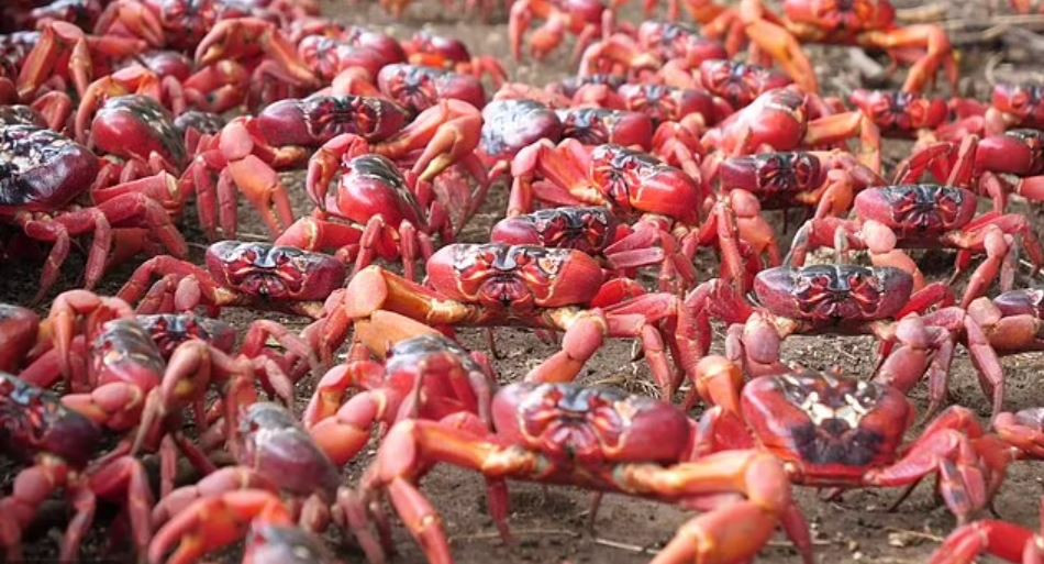 Khách du lịch được khuyến khích đậu xe và cẩn thận đi bộ giữa biển cua đỏ khi chúng tìm đường vào bờ và leo lên những tảng đá.