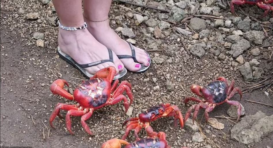 Bianca Priest, quản lý sinh vật trên Đảo Giáng Sinh cho biết hành trình về quê cha đất tổ của 50 triệu con cua diễn ra trên hòn đảo đẹp như tranh vẽ hàng năm, thu hút du khách từ khắp nơi trên thế giới đến chứng kiến.