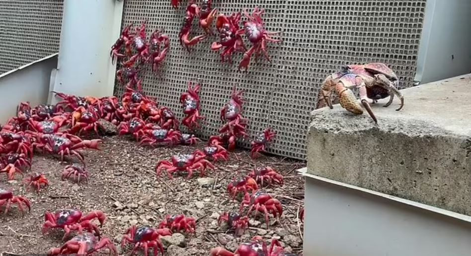 Nhân viên trên đảo Giáng Sinh đã dành nhiều tháng để chuẩn bị cho cuộc di cư khổng lồ của cua đỏ bằng cách xây dựng những cây cầu đặc biệt và dựng hàng rào tạm thời. Các con đường trên đảo có thể đóng cửa bất kỳ lúc nào để phục vụ cho hành trình di chuyển của cua.