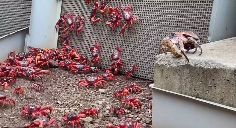 Nhân viên trên đảo Giáng Sinh đã dành nhiều tháng để chuẩn bị cho cuộc di cư khổng lồ của cua đỏ bằng cách xây dựng những cây cầu đặc biệt và dựng hàng rào tạm thời. Các con đường trên đảo có thể đóng cửa bất kỳ lúc nào để phục vụ cho hành trình di chuyển của cua.