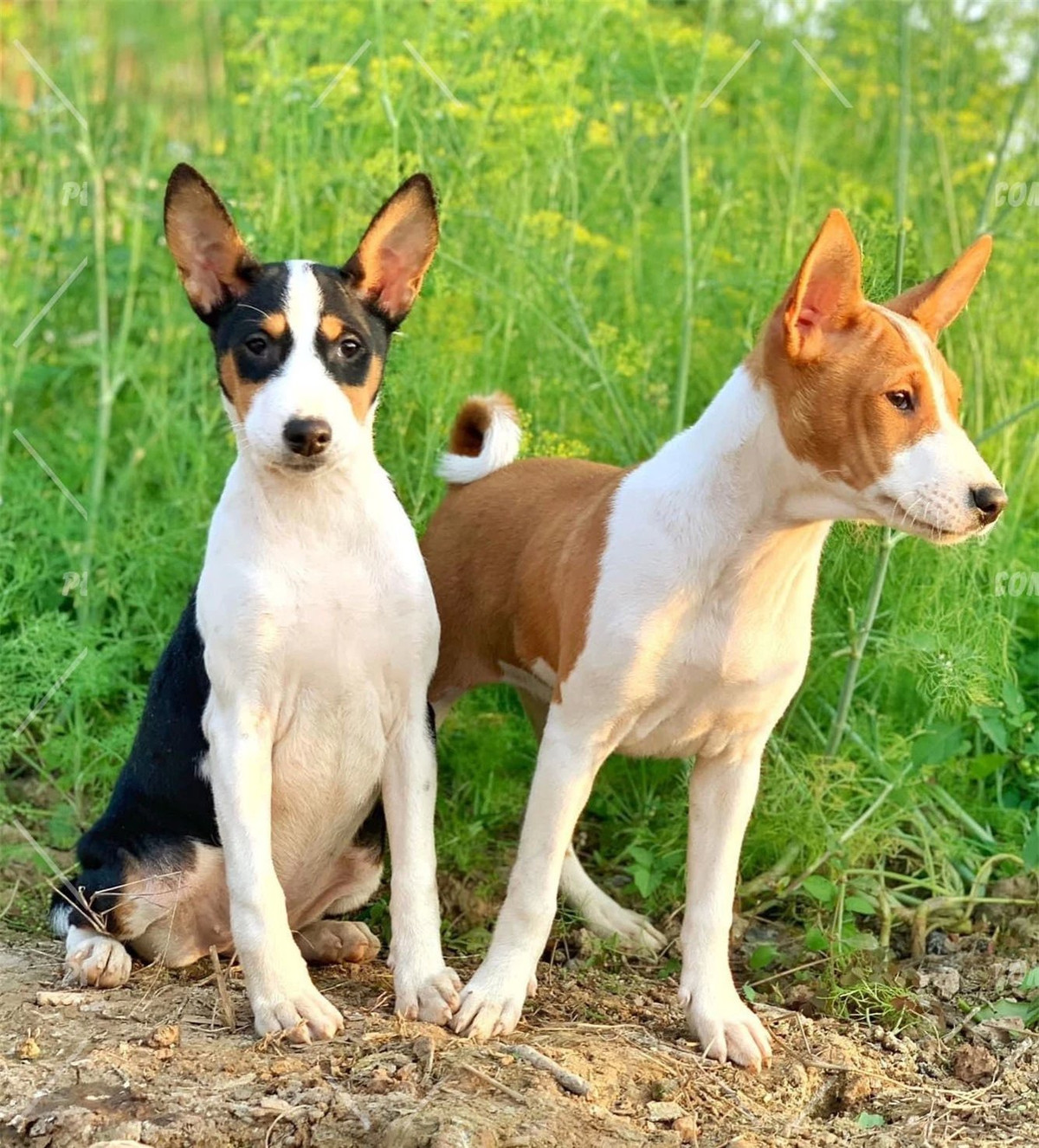 Về mặt hành vi, chúng giống mèo hơn chó. Chúng thích hợp với môi trường đô thị vì không gây ồn ào. Thay vào đó, Basenjis có tiếng kêu giọng trầm độc đáo. Điều đặc biệt ở Basenji là chúng luôn ngập tràn năng lượng khi cần, đến mức chúng có thể kéo chủ mang tính cách hướng nội ra khỏi nhà để đi dạo.