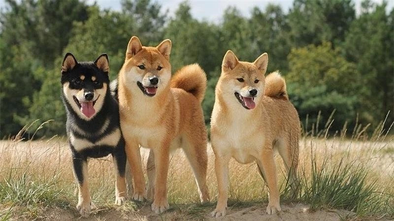 Dù trông khá giống với mèo nhưng Shiba Inu lại thể hiện sức hấp dẫn riêng biệt thông qua những cử chỉ, hành động vui nhộn. Giống chó này hứa hẹn sẽ là tri kỷ của bạn, sẵn sàng chia sẻ cùng bạn, cho dù đó là một cuộc dạo chơihay một buổi chiều yên tĩnh ở nhà.