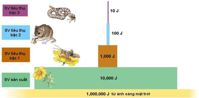 Loai nguoi an thit dong vat an co nhieu hon dong vat an thit?-Hinh-4