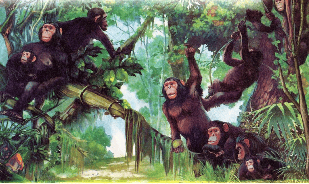 Loai nguoi an thit dong vat an co nhieu hon dong vat an thit?