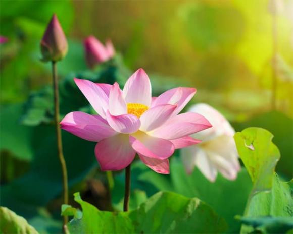 Những điều cấm kỵ trong ngày Hạ chí - Hình 2 Nhung dieu cam ky trong ngay Ha chi-Hinh-2