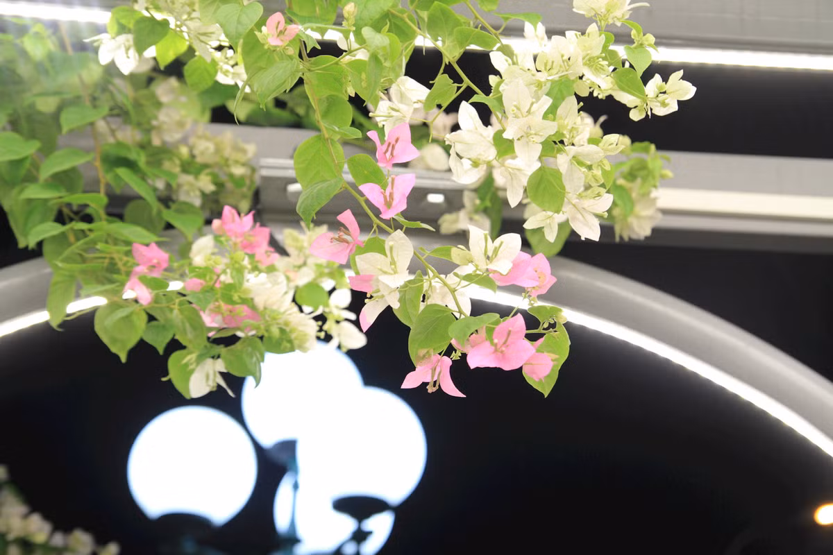 Những giàn hoa giấy lung linh trong đêm ở Thủ đô - Hình 2 Nhung gian hoa giay lung linh trong dem o Thu do-Hinh-2