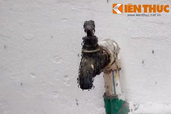 Son gai oc canh muoi nhu trau tan cong dan Ha Noi