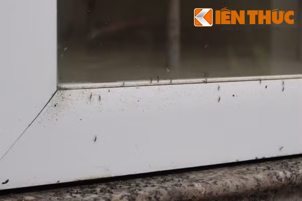 Có lẽ, sống chung với muỗi quá lâu nên nhiều người dân ở phường Tứ Liên (nhất là ở tổ 31, 32, 32,... cụm 5, phường Tứ Liên) cũng chẳng còn cảm giác "sởn gai ốc" khi thấy hàng đàn muỗi đậu xung quanh nhà nữa. Cũng do lượng muỗi quá nhiều nên một số hộ gia đình trong cụm 5 luôn phải đóng kín cửa để muỗi khỏi bay vào.