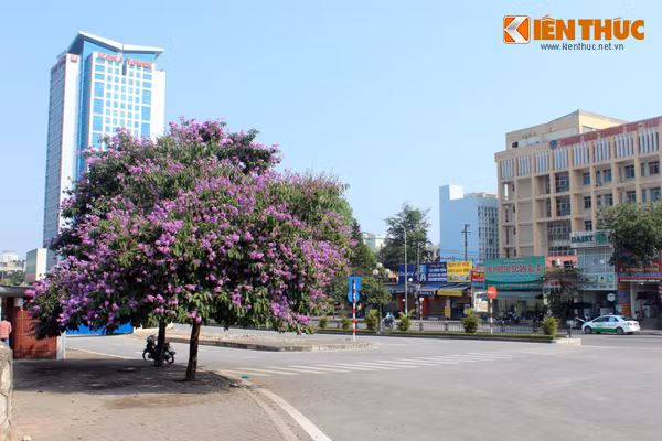 Đường Cầu Giấy lãng mạn và nồng nàn hơn bao giờ hết, xua tan đi cơn nắng oi ả, nóng nực.