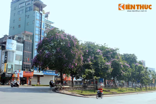 Hoa bằng lăng tím còn được gọi là loài hoa chung thủy, sự ngây ngô tượng trưng cho mối tình đầu của tuổi học trò.