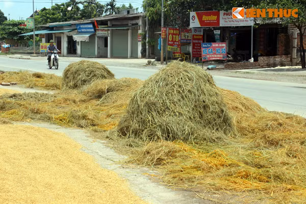 Rơm, rạ được chất thành nhiều đống lớn dọc hai bên đường chờ đốt.