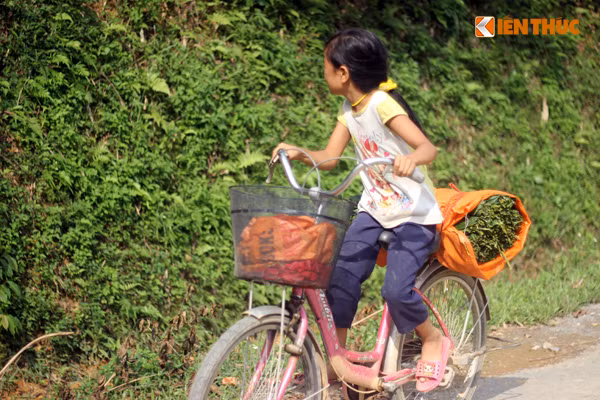 Một số em nhỏ khác thì đi hái lá về bán, kiếm thêm đồng tiền phụ giúp gia đình.