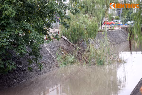 Trên đường Phạm Hùng (Từ Liêm), nhiều cây liễu trồng dọc hai bên lô số 9 bị gãy rạp xuống cả mương nước.