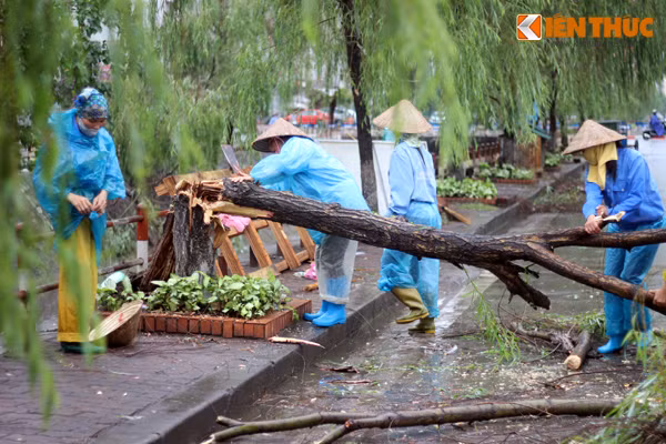 Nhận được tin báo của người dân, Công ty cây xanh Hà Nội đã nhanh chóng cử nhân viên đến hiện trường để xử lý những cây liễu bị gãy, đổ tránh gây ùn tắc giao thông.