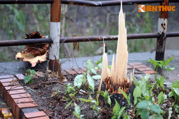 Theo một số người dân sống xung quanh, rất may vào thời điểm cây xanh bị gãy, đổ, người đi đường nhanh chóng né được và không có ai bị thương. Ngay sau đó, họ đã báo cho Công ty cây xanh Hà Nội đến để xử lý. Ảnh chụp một cây liễu lớn bị gãy sát gốc trên lô số 9 đường Phạm Hùng.